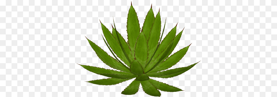 Agave Maple Leaf, Plant, Aloe Free Transparent Png