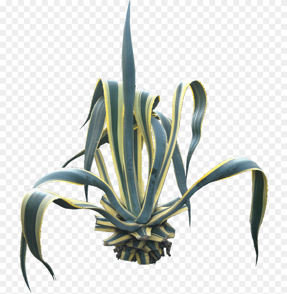 Agave Tree, Plant, Agavaceae Free Png