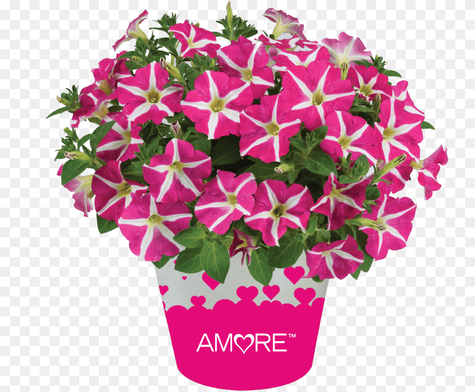 Ageratum Aguilera Purple Petunia Amore Pink Heart, Flower, Flower Arrangement, Geranium, Plant Png Image
