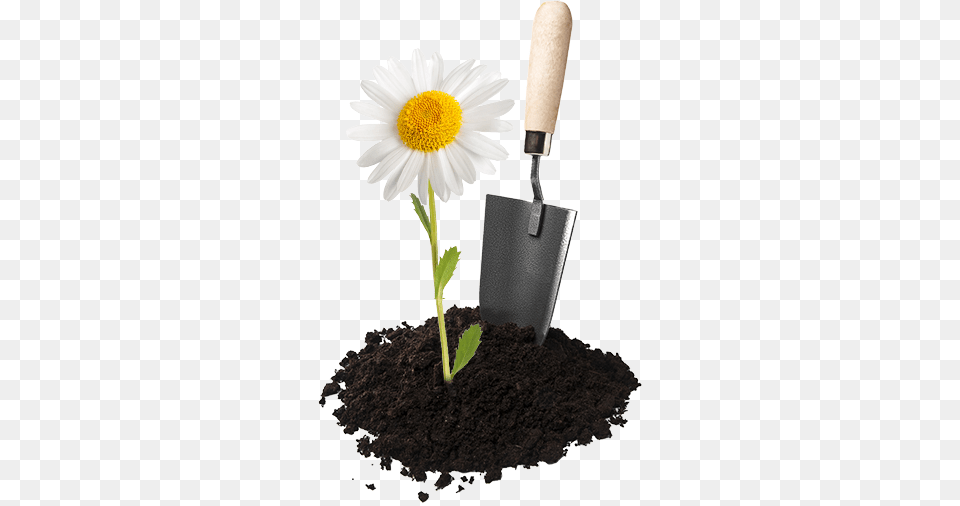 Aggressive Weeds Can Take Over Your Wildflower Garden Honey Nut Cheerios Wildflower Seeds, Daisy, Flower, Plant, Soil Png