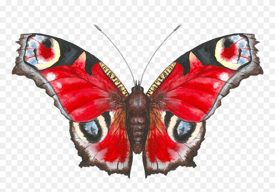 Aglais Io, Animal, Insect, Invertebrate, Butterfly Png Image