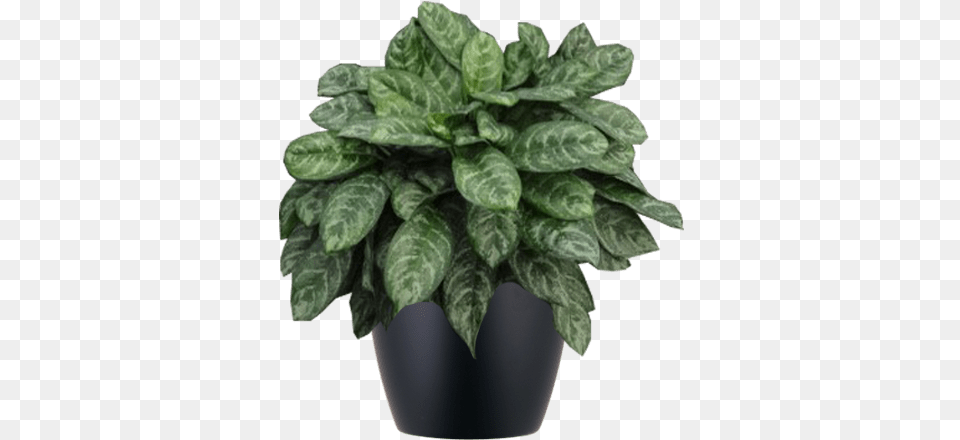 Aglaonema Calypso Low Light Interior Plant In Black Aglaonema Calypso, Jar, Leaf, Planter, Potted Plant Png Image