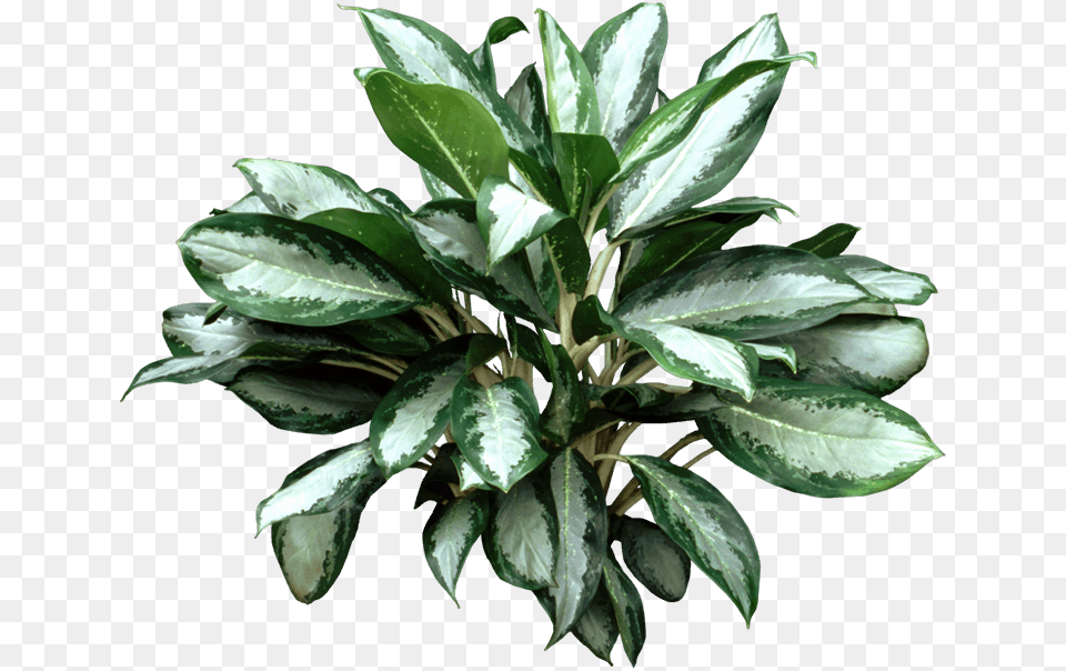 Aglaonema Varieties, Flower, Leaf, Plant, Potted Plant Free Transparent Png