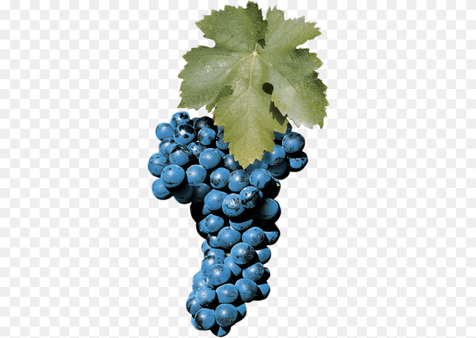 Aglianico Grape, Food, Fruit, Grapes, Plant Free Png Download