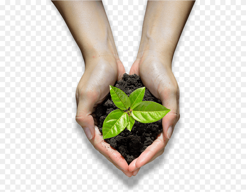 Agriculture, Soil, Planting, Plant, Person Png Image
