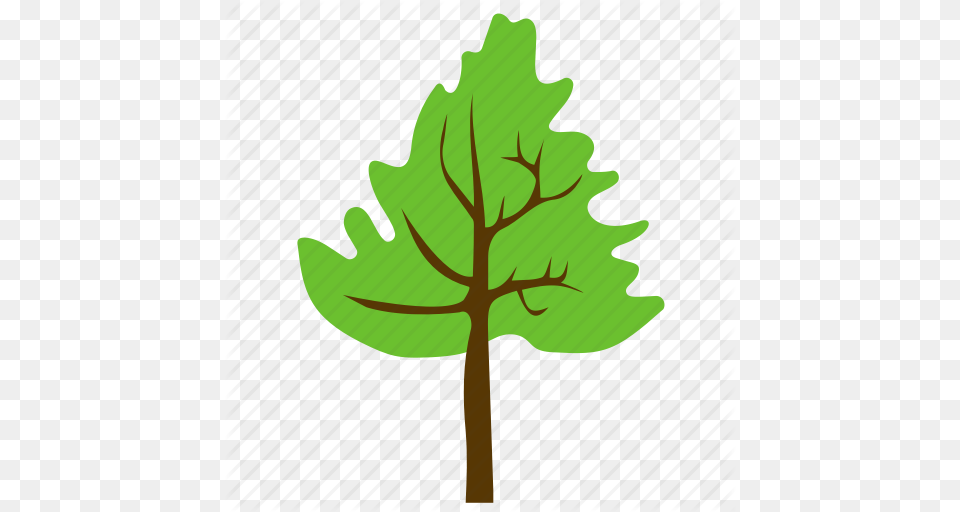 Agriculture Broad Leaves Tree Cedar Tree Cedar Wood Forest, Leaf, Plant, Cross, Symbol Free Png