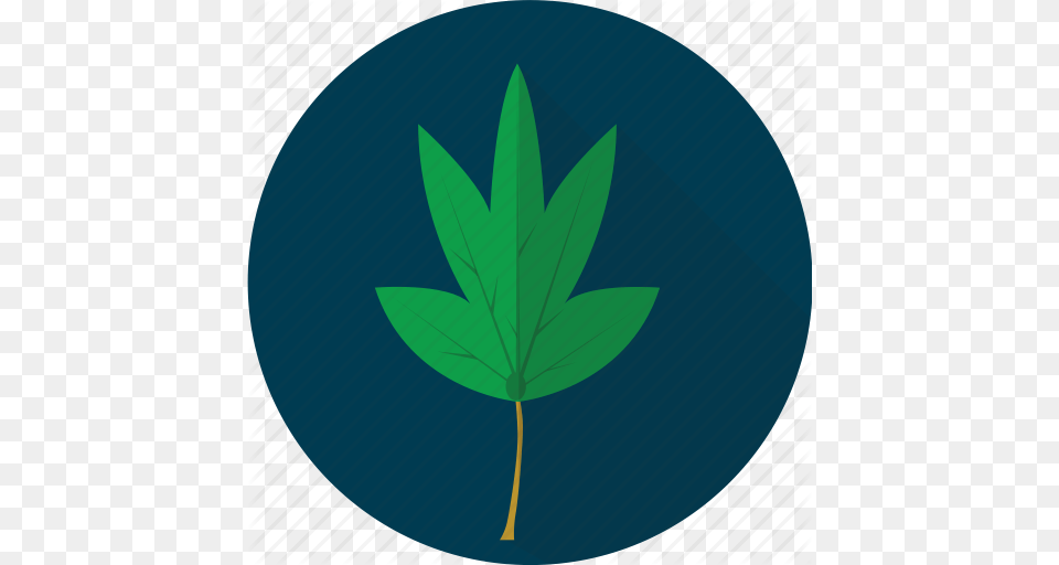 Agriculture Cassava Leaf Leaves Plant Tropical Vegetables Icon, Tree Free Transparent Png