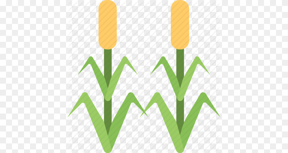 Agriculture Corn Field Corn Trees Farming Maize Organic, Grass, Plant, Green Free Png