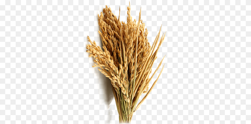 Agriculture Scenario Today Rice Grain, Food, Produce, Wheat, Plant Free Transparent Png