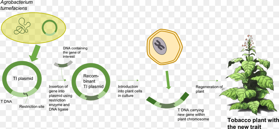 Agrobacterium Tumefaciens Schema, Green, Plant, Potted Plant, Tree Png