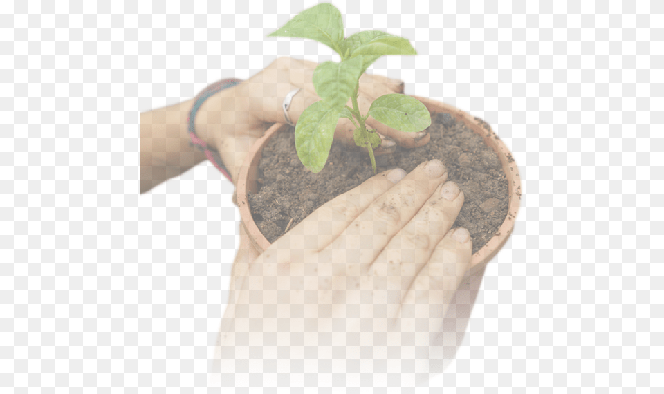 Agroecology And Houseplant, Soil, Planting, Plant, Person Png Image