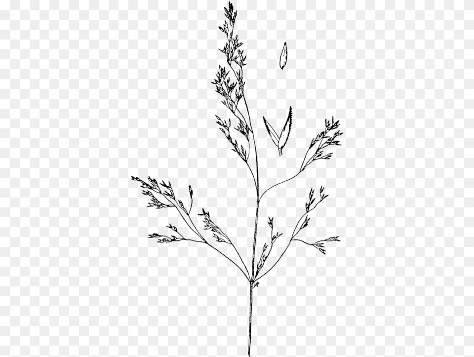 Agrostis Idahoensis Drawing Agrostis Gelida, Art, Plant, Outdoors, Nature Free Png Download