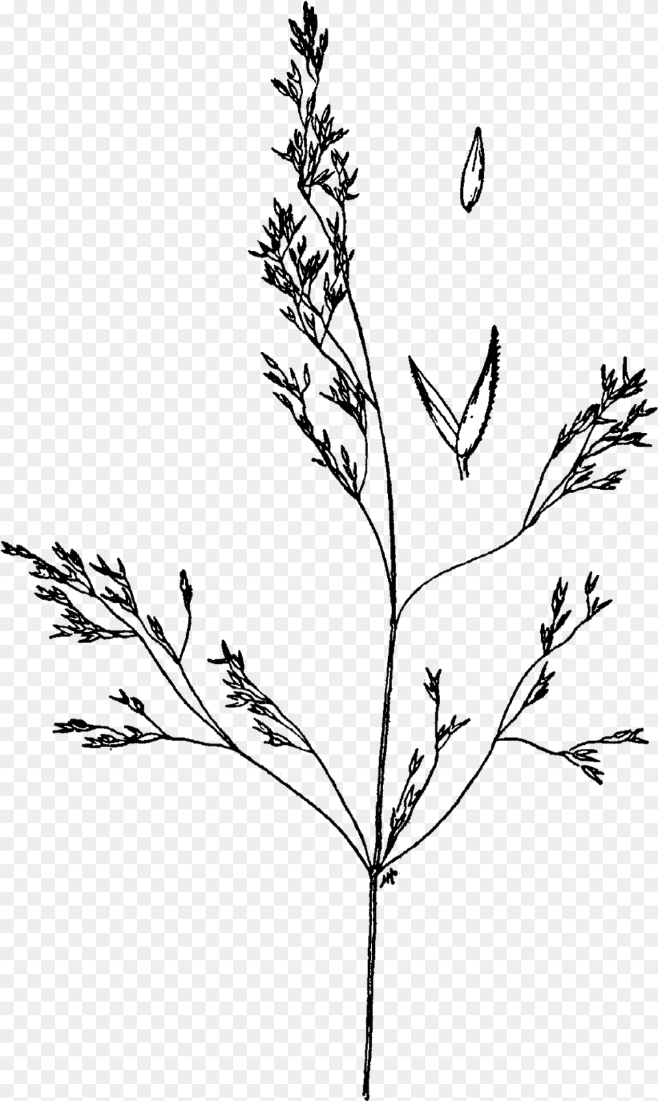 Agrostis Idahoensis Drawing Agrostis Idahoensis, Nature, Night, Outdoors, Plant Png