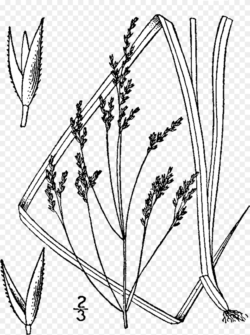 Agrostis Perennans Drawing Agrostis Perenans, Plant, Art Free Png Download