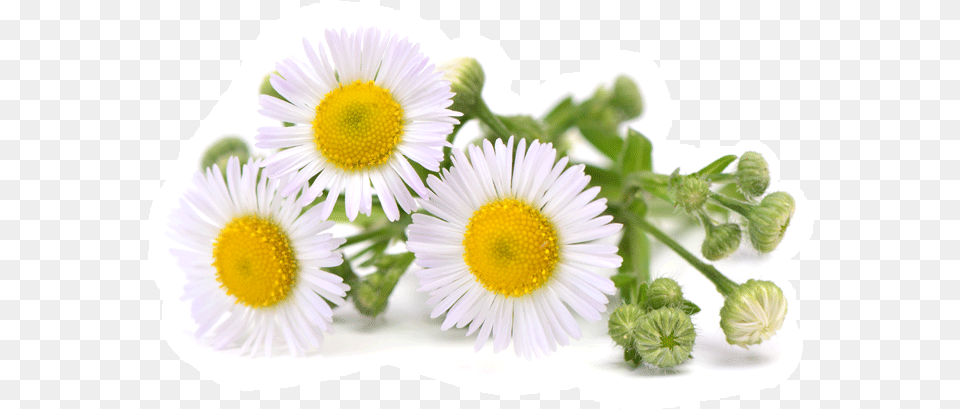 Agua De Manzanilla, Daisy, Flower, Plant Png Image