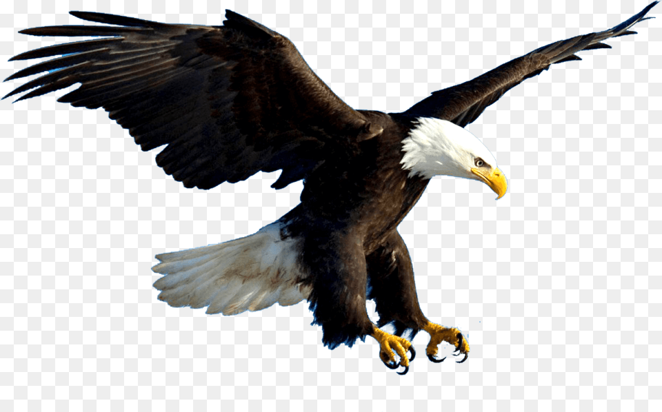 Aguila, Animal, Bird, Eagle, Beak Free Transparent Png