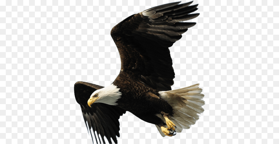 Aguila Aguila, Animal, Bird, Eagle, Bald Eagle Free Png Download