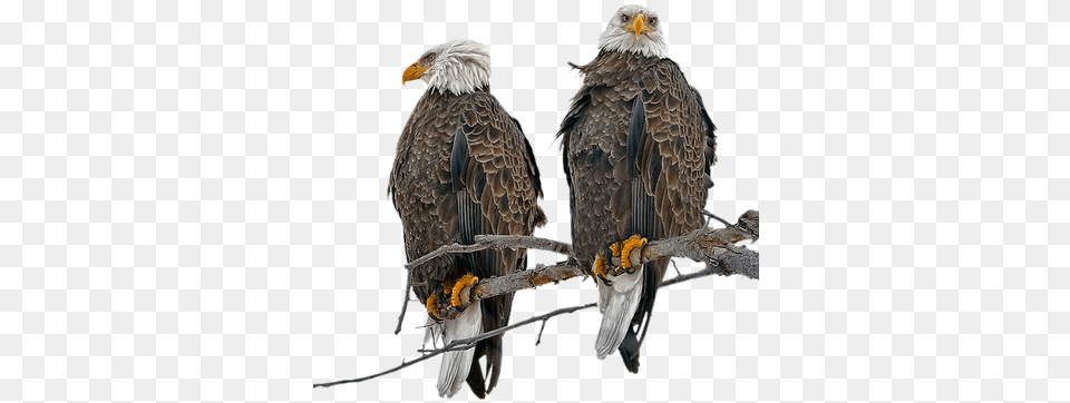 Aguila By Estrellacristal Ave Pajaro Aigle Eagles Birds, Animal, Beak, Bird, Eagle Free Png