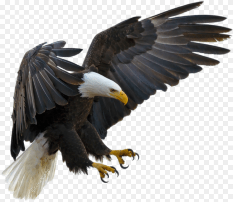 Aguila Clear Background Eagle, Animal, Bird, Bald Eagle, Beak Free Png Download