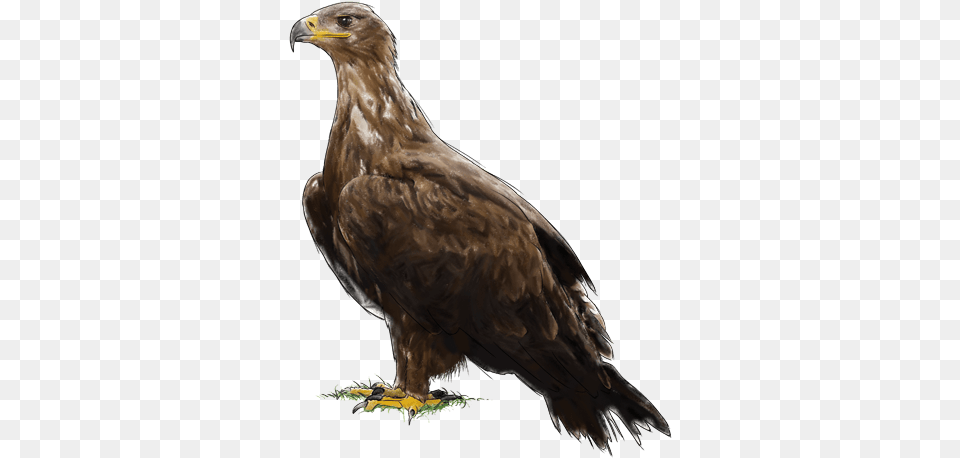 Aguila De Las Estepas, Animal, Bird, Buzzard, Hawk Free Png
