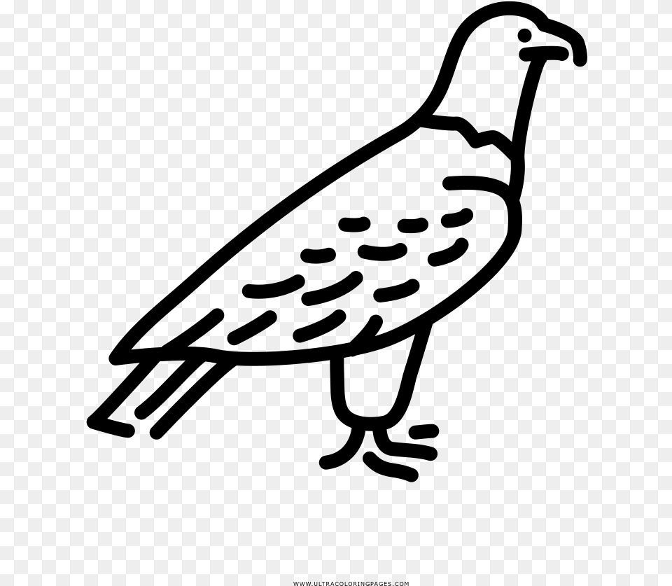 Aguila Dibujos Para Colorear, Gray Png Image