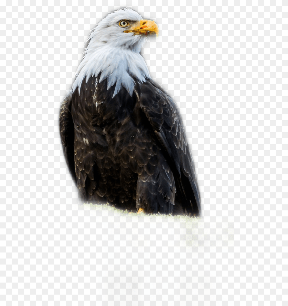 Aguila Dominicana, Animal, Beak, Bird, Eagle Free Transparent Png