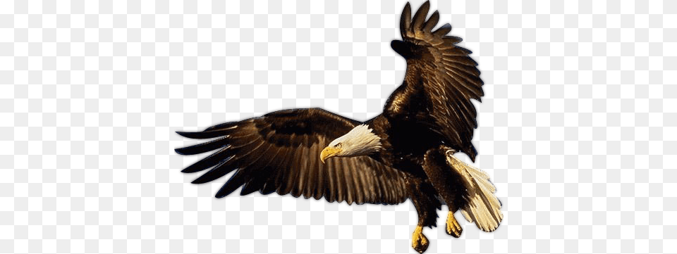 Aguila Gifs Imagenes Eagle Psd, Animal, Bird, Bald Eagle, Beak Png Image