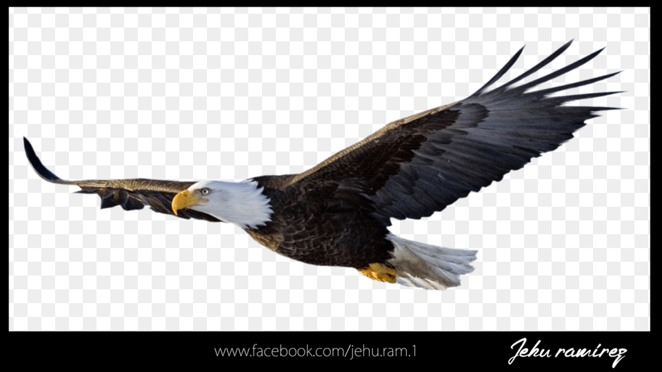Aguila Animal, Beak, Bird, Eagle Png Image