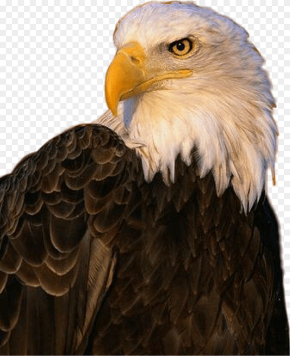 Aguila Sticker Eagle, Animal, Beak, Bird Png