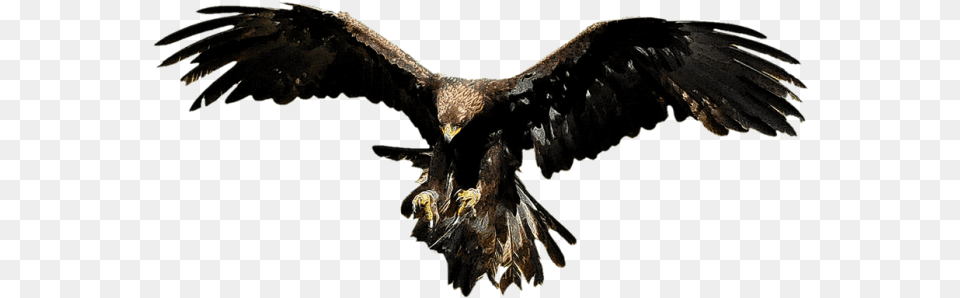 Aguila Volando Images Aguila, Animal, Bird, Vulture, Eagle Free Png