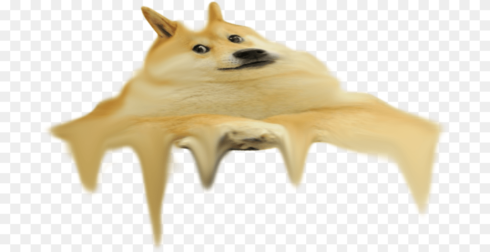 Ah Shit I Just Drank The Water In Flint Bat, Animal, Canine, Dog, Husky Png