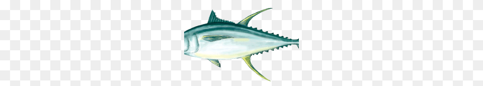 Ahi Tuna Clipart Images Vector, Animal, Bonito, Fish, Sea Life Png