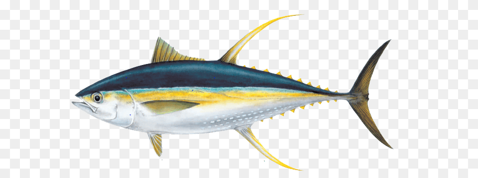 Ahi Tuna Pic, Animal, Bonito, Fish, Sea Life Png Image