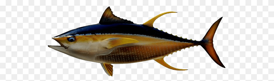 Ahi Tuna Transparent Image, Animal, Fish, Sea Life, Bonito Png
