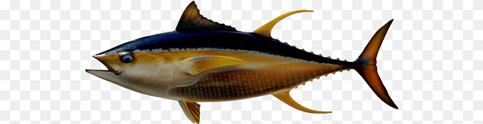 Ahi Tuna Transparent Image Transparent Tuna Fish, Animal, Sea Life, Bonito Png