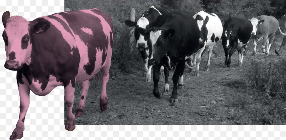 Ahimsa And The Vegan Viewpoint Dairy Cow, Animal, Cattle, Dairy Cow, Livestock Free Transparent Png