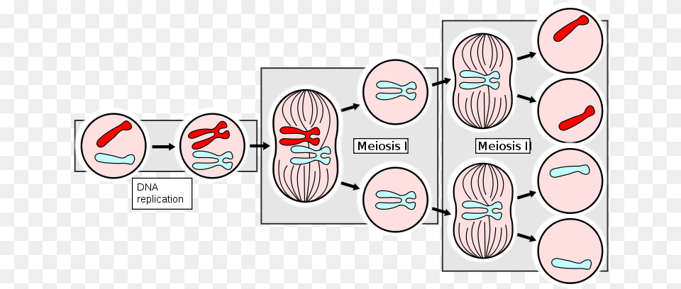 Ahsmediacenter Pbworks Comfmeiosisapng Mitosis Definition, Head, Person, Face, Book Free Transparent Png