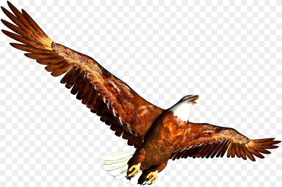 Aigle Bmp Clip Art Library High Resolution Animal, Bird, Vulture, Flying, Beak Free Transparent Png