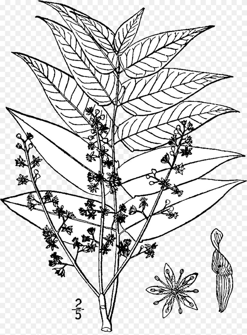 Ailanthus Altissima Drawing Tree Of Heaven Botanical Drawing, Art, Leaf, Plant, Silhouette Free Png Download