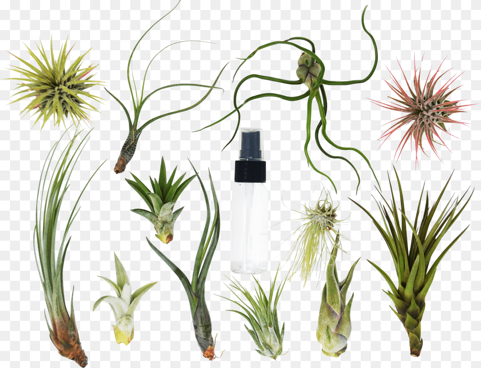 Air Plant Varieties Free Png Download