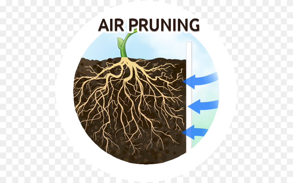 Air Prunning Marijuana Cannabis Plants Disease Does Not Discriminate, Plant, Root, Soil Png Image