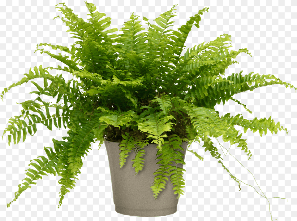 Air Purifier Boston Fern For Home Office Nephrolepis Exaltata Teddy Junior Png Image