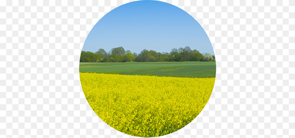 Air Purifiers For Pollen Allergies Allergy, Countryside, Field, Grassland, Meadow Png