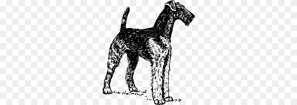 Airedale Gray Png Image
