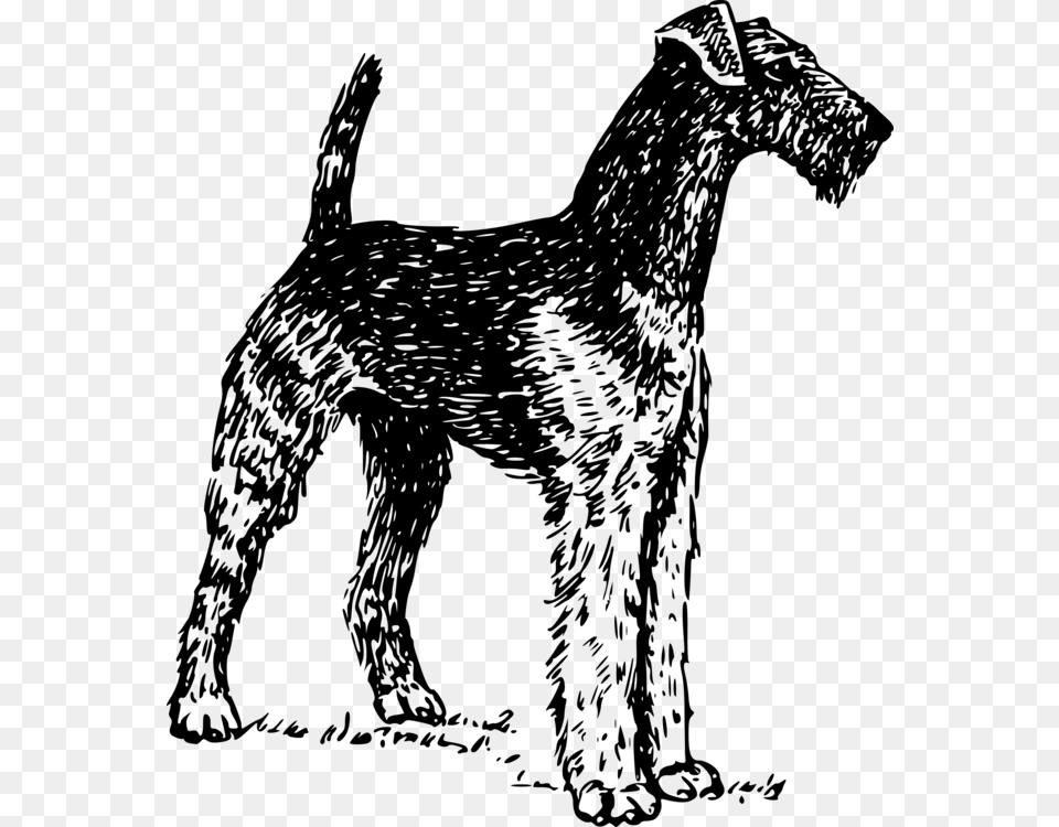 Airedale Terrier Cairn Terrier Bull Terrier Boston Vector Airedale Terrier, Gray Free Png Download