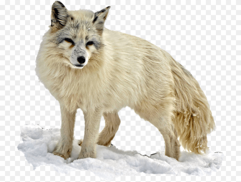 Aislado Zorro Del Rtico Desierto La Naturaleza Arctic Fox Transparent Background, Animal, Canine, Dog, Mammal Png