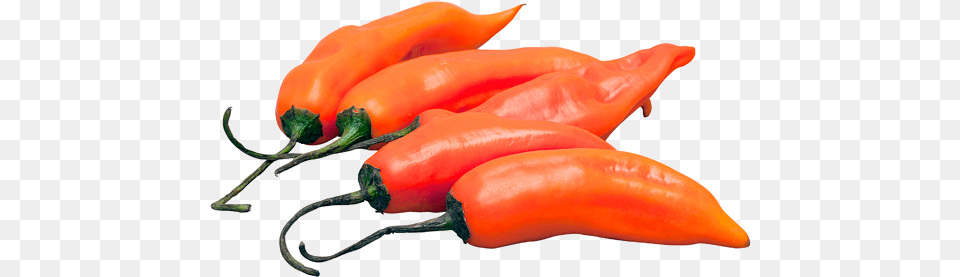 Aji Amarillo Peruvian Yellow Hot Pepper Tabasco Pepper, Produce, Food, Vegetable, Plant Free Png Download