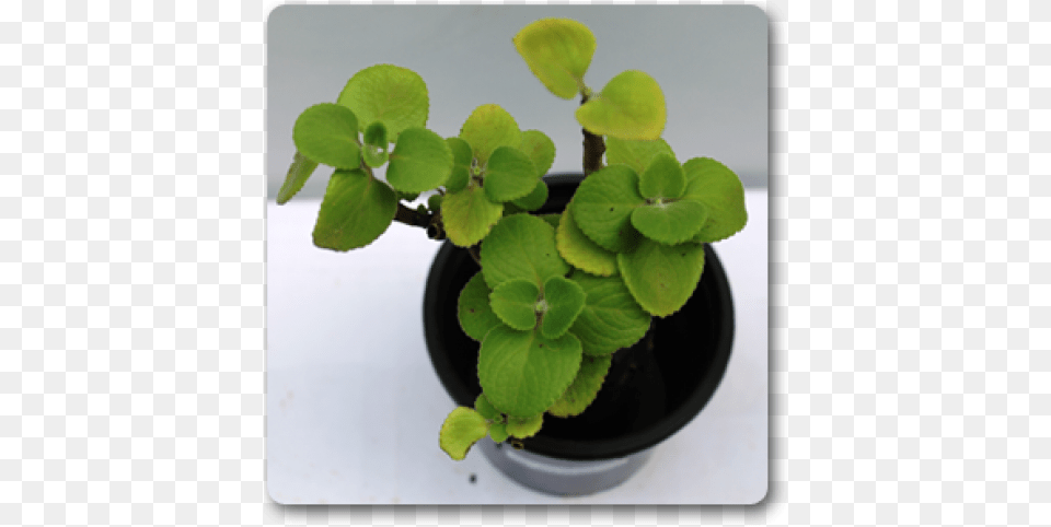 Ajwain Leaves Plant, Herbal, Herbs, Leaf, Flower Png Image