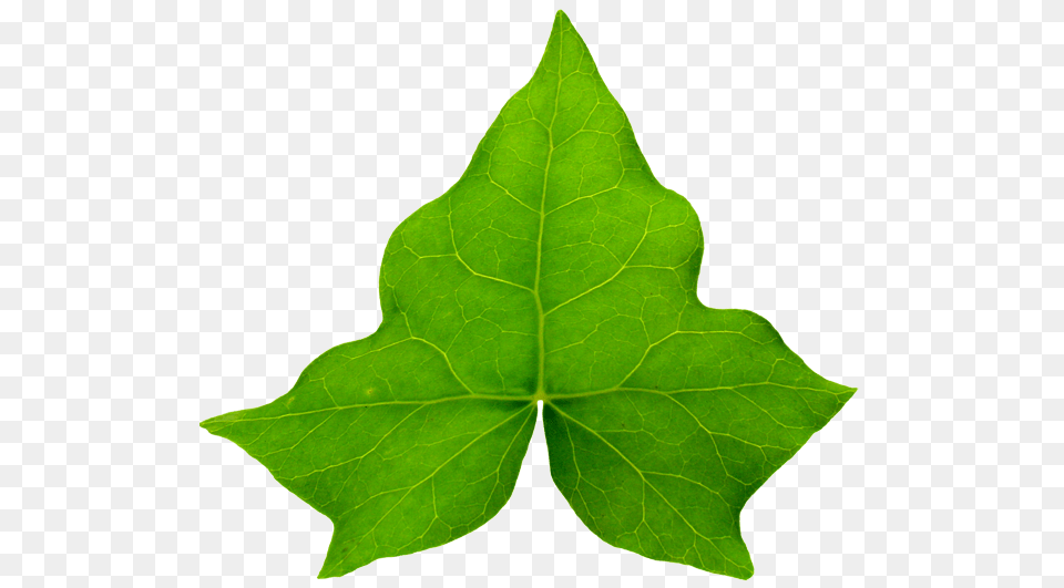 Aka Ivy Leaf, Plant, Tree Free Transparent Png