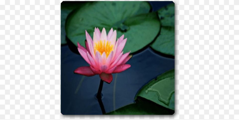 Akashic Records By Lois J Wetzel, Flower, Lily, Plant, Pond Lily Png Image